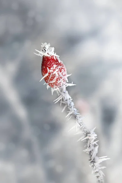 Красный шиповник с иглами из ледяных кристаллов в снежный зимний день, вертикальная рождественская открытка — стоковое фото