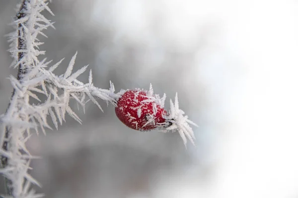 雪に覆われた冬の日、クリスマスの背景に氷の結晶から針と赤いローズヒップ — ストック写真