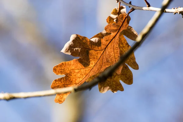 Foglia di quercia autunnale al ramo contro un cielo blu, copyspace in — Foto Stock