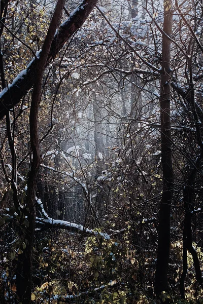 神秘的森林与不可逾越的林下, 光秃秃的树木, 褪色 — 图库照片