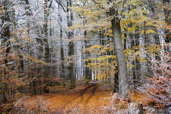 Inizio inverno su un sentiero forestale autunnale con fogliame colorato e brina bianca sui rami degli alberi — Foto Stock