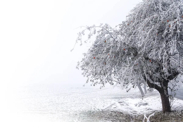 Яблоня с красными яблоками и римом на ветвях в белом снежном поле — стоковое фото