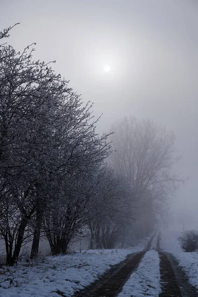 Мистический зимний путь вдоль мрачных кустов и деревьев в заснеженном туманном ландшафте, серое небо с маленькой луной — стоковое фото