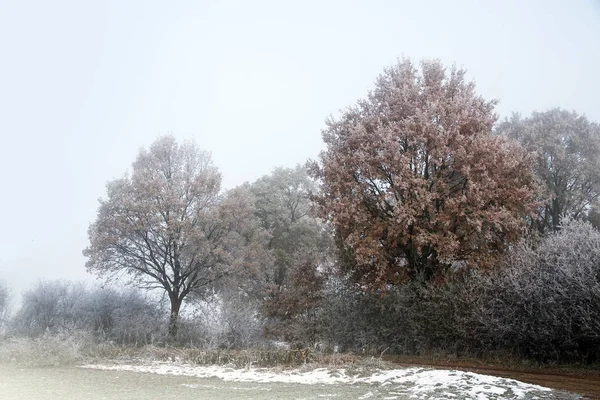 Paesaggio invernale con rima su alberi e arbusti nel campo in una giornata fredda nebbiosa — Foto Stock