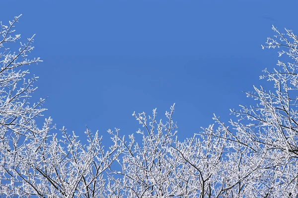 Winter Hintergrund mit einem Rahmen aus schneebedeckten nackten Zweigen gegen den blauen Himmel, Weihnachtskonzept — Stockfoto