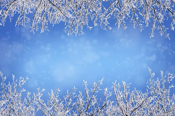 Winter background with frame borders from snow covered bare branches against blue for christmas and new year