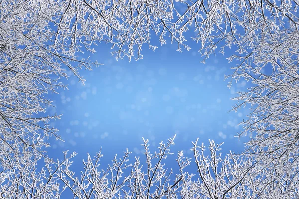 Moldura de inverno de ramos nus cobertos com cristais de gelo contra um fundo azul — Fotografia de Stock