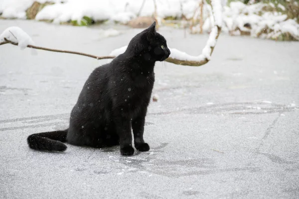 Gato negro en la nieve en un estanque congelado, no sé que el hielo podría romper — Foto de Stock