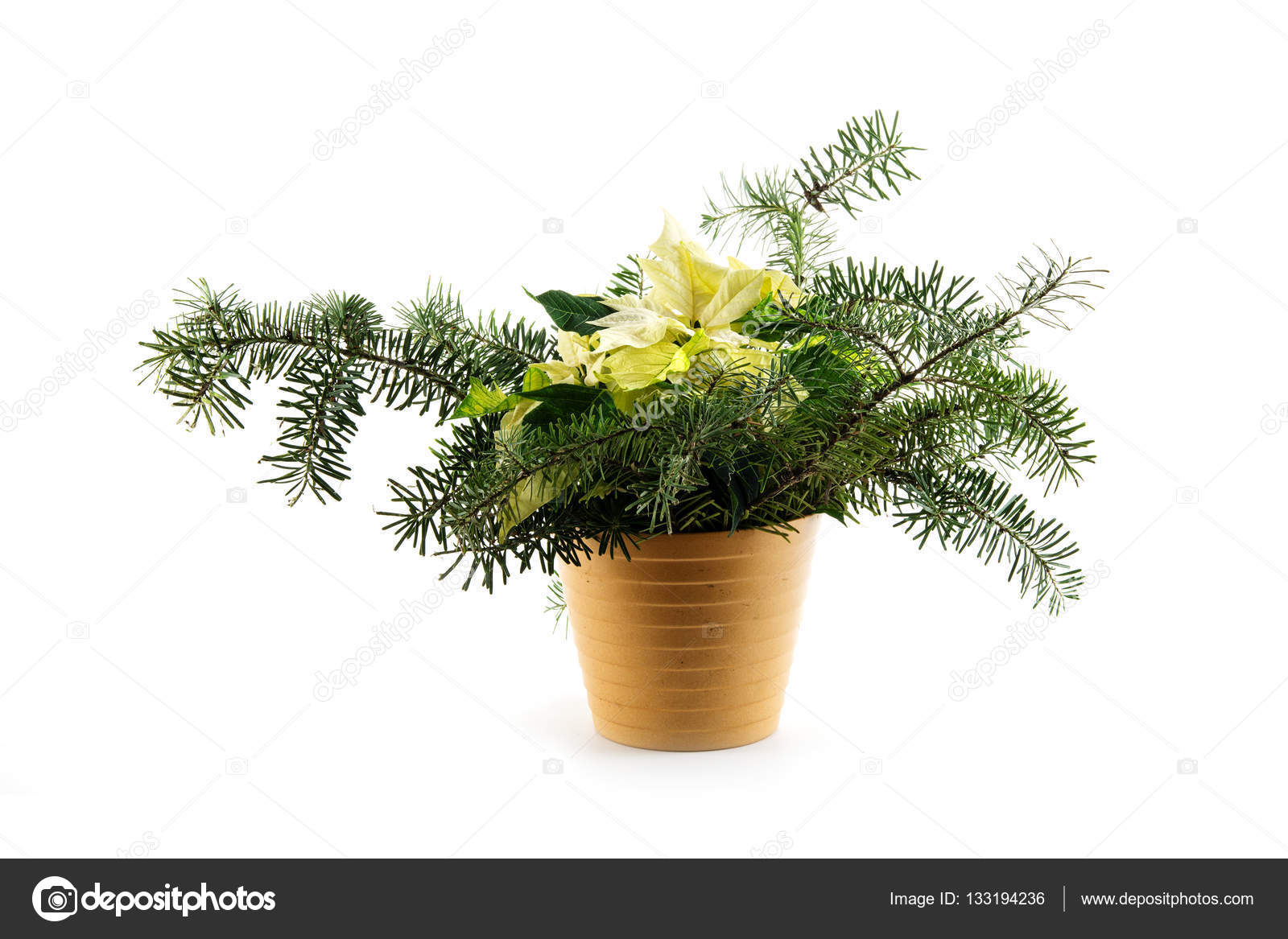 Eingemachte Weihnachten Weihnachtsstern Euphorbia