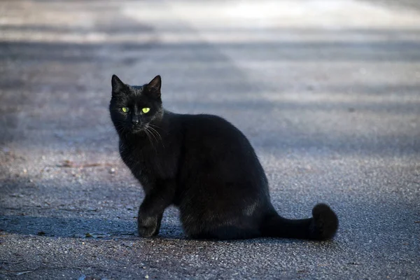 Gato negro se sienta en la calle y mira con sus ojos verde-amarillos a la cámara —  Fotos de Stock