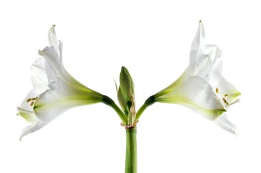 Çift Kişilik beyaz nergis zambağı bloom (Hippeastrum), beyaz bir arka plan karşı izole iki simetrik çiçekler