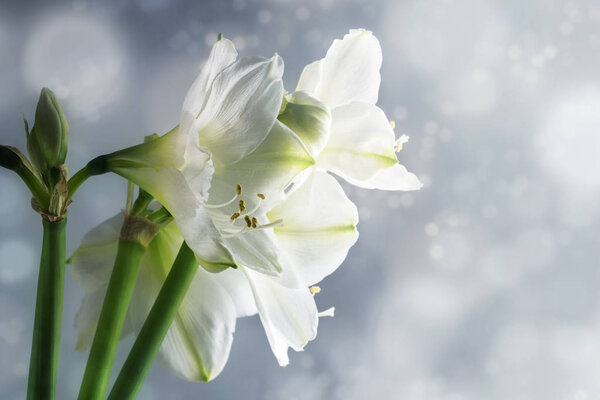 White amaryllis flowers (Hippeastrum) against a snowy winter background, beautiful floral greeting card with copy space