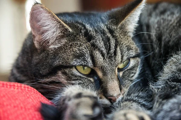 Cirmos cica pihen egy piros párna, portré közelről — Stock Fotó