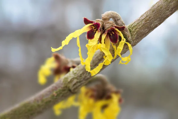 Hamamelis mollis (hamamelis mollis) en flor, flores amarillas de la planta medicinal sobre un fondo borroso bokeh con espacio para copiar, macro shot —  Fotos de Stock