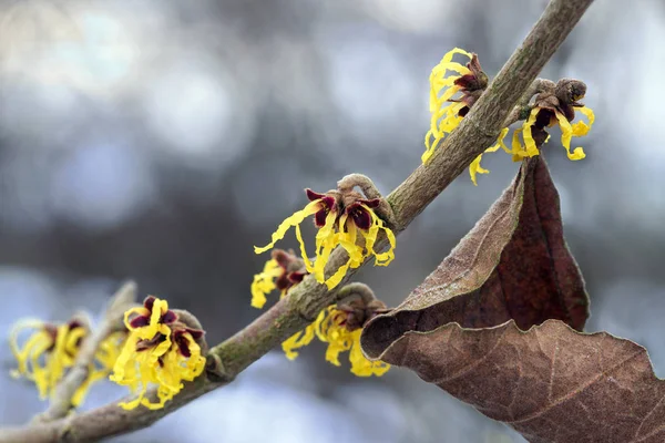 Toverhazelaar tak in bloei in de winter, gele bloemen van de medische plant hamamelis mollis en een droog blad tegen de achtergrond van een wazig bokeh met kopie ruimte — Stockfoto