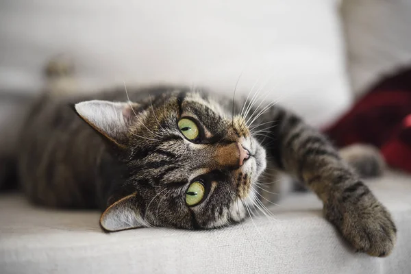 Tabby cat lies relaxed on the sofa and looks attentively at the camera, waiting for playing — Stock Photo, Image