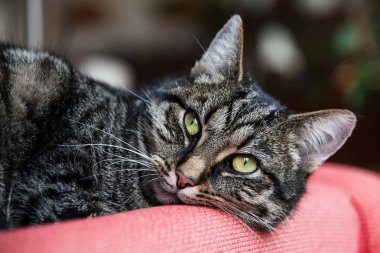 Sevimli tekir kedi kırmızı bir yastık üzerinde yatıyor ve kameraya benziyor
