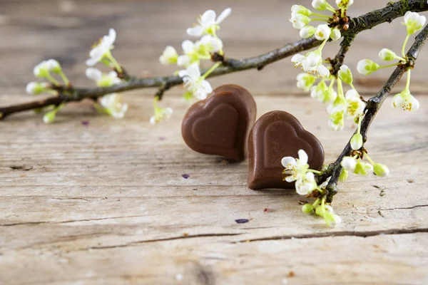 Två choklad hjärta praliner en vit blommande gren på rustika trä för hjärtans, fars eller mödrar dag — Stockfoto