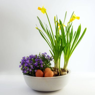 bahar çiçekleri ve yumurta Paskalya dekorasyon, nergis ve bluebells, parlak gri arka plan olarak saksı,