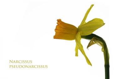 Beyaz izole sarı Nergis, örnek metin Nergis, çiçek