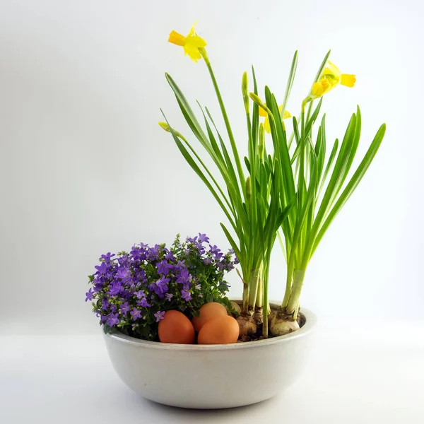Flores de primavera en macetas y huevos como decoración de Pascua, narcisos y campanas azules, fondo gris brillante , — Foto de Stock
