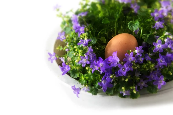复活节彩蛋在角落背景上白色的蓝铃花，窝里 — 图库照片
