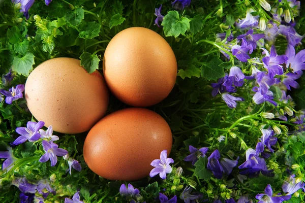 Three easter eggs in a egg shaped nest of bluebell flowers — Stock Photo, Image
