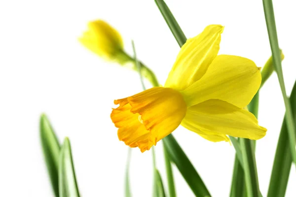 Fiore di narciso giallo (Narcissus pseudonarcissus) con foglie isolate sul bianco per la festa della mamma — Foto Stock