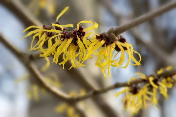 Çiçek açan cadı ela veya hamamelis çalı kışın sarı çiçekler gösterir, doğal ilaçlar — Stok fotoğraf