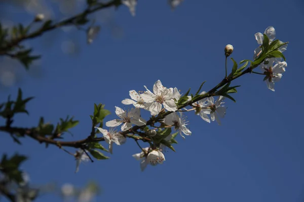 Vit blomma gren på ett plommon fruktträd mot den blå himlen under våren — Stockfoto