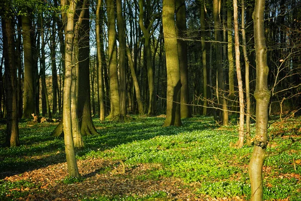 Bosque en primavera con flores de anémona de madera en el suelo — Foto de Stock