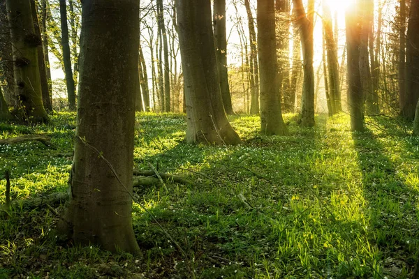 Floresta de primavera com flores de anêmona de madeira e grama verde fresca, retroiluminada com raios solares — Fotografia de Stock