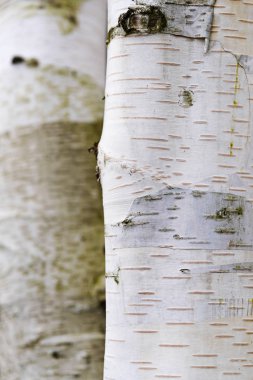 Beyaz kabuğu ile huş gövdeleri, soyut arka plan dokusu, dikey, closeup
