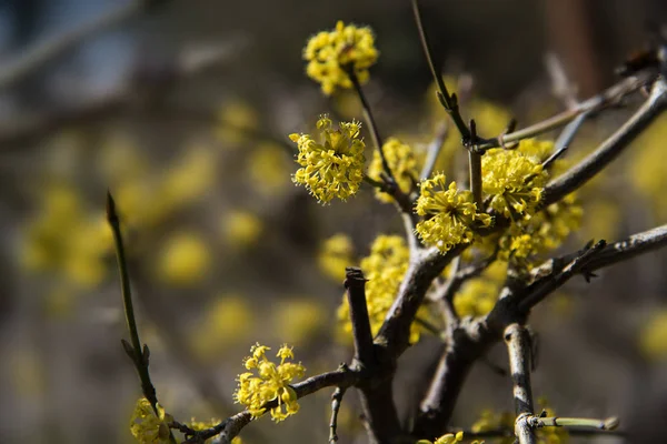 Żółty kwiat o dereń świdwa (Cornus mas), wczesną wiosną, kwitnienia krzew lub żywopłot rośliny naturalne źródła nektar ogród, — Zdjęcie stockowe