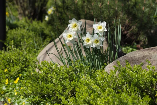 Narcisos brancos em uma cama com caixa sempre verde e pedras, projeto da paisagem do jardim na primavera — Fotografia de Stock