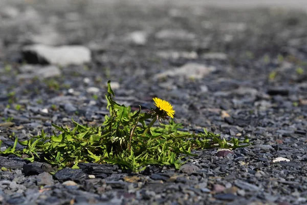 Dandelion with yellow flower, survival artist weed on a gravel road, concept — Stock Photo, Image