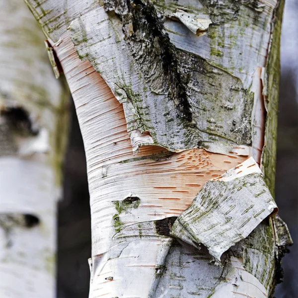 Birch trunk with black and white bark, abstract background texture, closeup — Stock Photo, Image