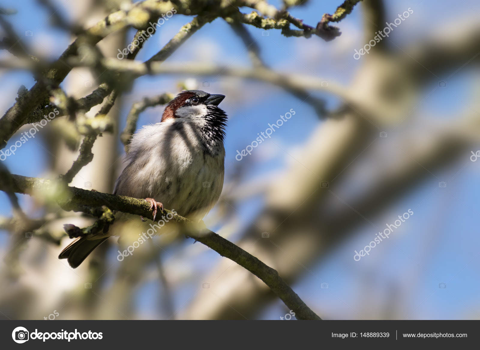 Moineau Domestique Mâle Passer Domesticus Petit Oiseau
