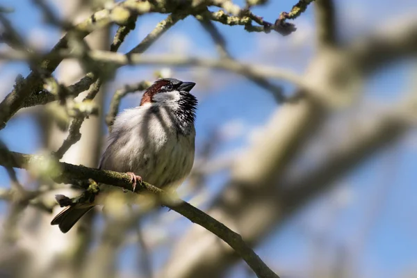 Wróbel mężczyzna (Passer domesticus), mały ptak w drzewo, Błękitne niebo — Zdjęcie stockowe