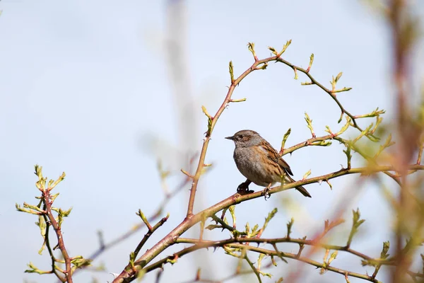 Järnsparv (Prunella modularis) en små tättingar, eller sittande fågel i en vilda rosenbuske mot den blå himlen — Stockfoto
