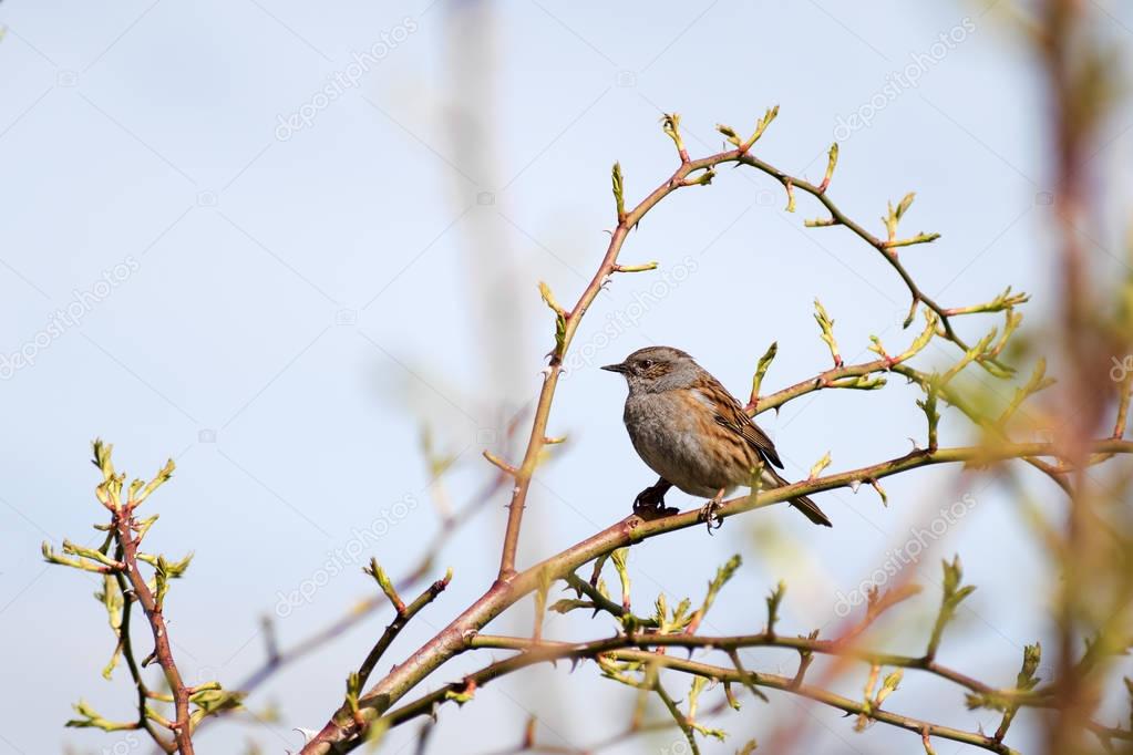 Dunnock (Prunella modularis) a small passerine, or perching bird in a wild rose bush against the blue sky