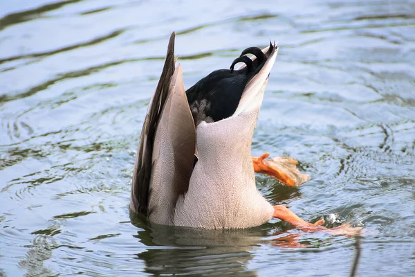 Colvert, canard sauvage (Anas platyrhynchos) plongées, concept : enterrer la tête dans le sable (ici l'eau) par peur dans les affaires — Photo