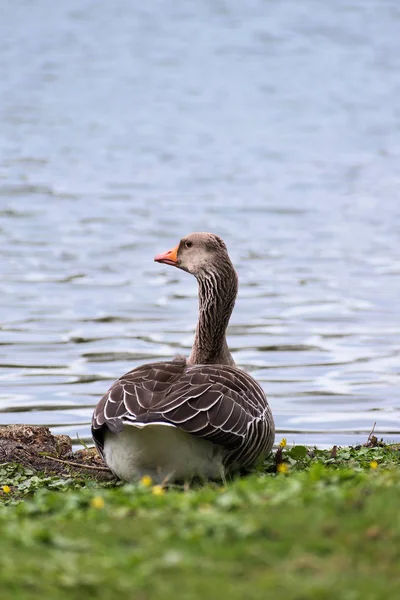 Greylag χήνας (Anser anser) ένα μεγάλο πουλί του νερού, κάθεται στο γρασίδι στις όχθες της λίμνης — Φωτογραφία Αρχείου