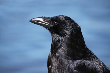 Leş kargası (corvus corone) headshot portre mavi bir arka plan