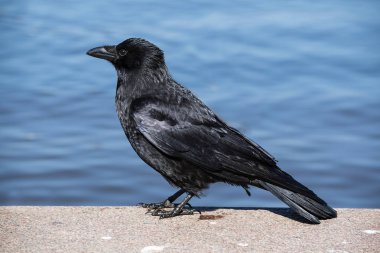 Leş kargası (Corvus corone) su, mavi arka plan, taştan bir duvar üzerinde duruyor
