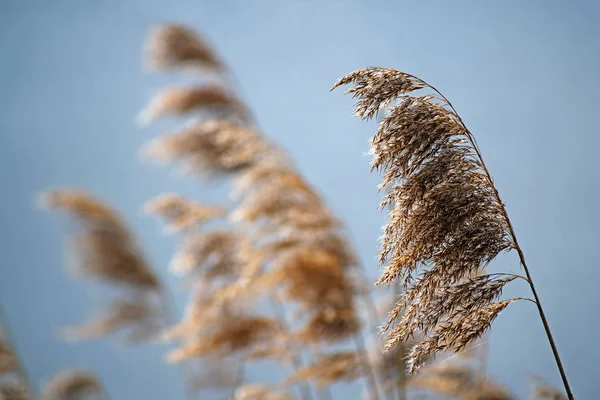Common reed (phragmites australis) dry seed heads in spring against a blue sky, nature background — Stock Photo, Image
