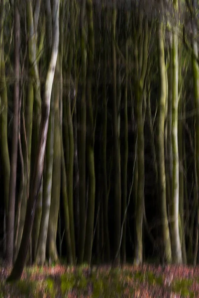 Bosque desdibujado abstracto denso, troncos largos de árboles y flores en el suelo, fondo de la naturaleza del arte — Foto de Stock