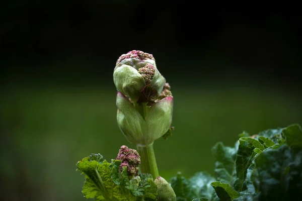 Ruibarbo em flor, close-up com espaço de cópia no fundo verde — Fotografia de Stock