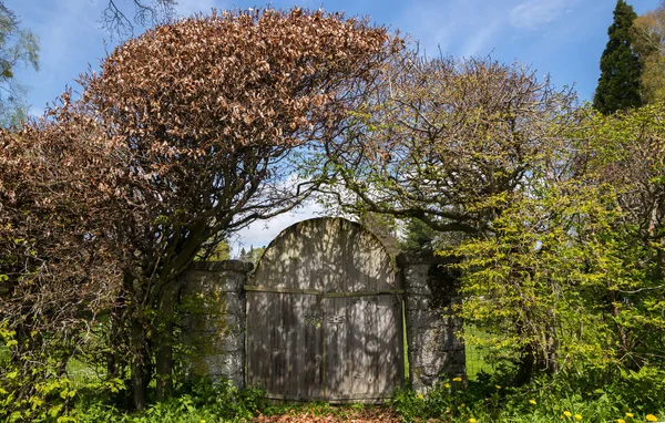Старые деревянные садовые ворота в книжной изгороди, романтический дизайн сада — стоковое фото