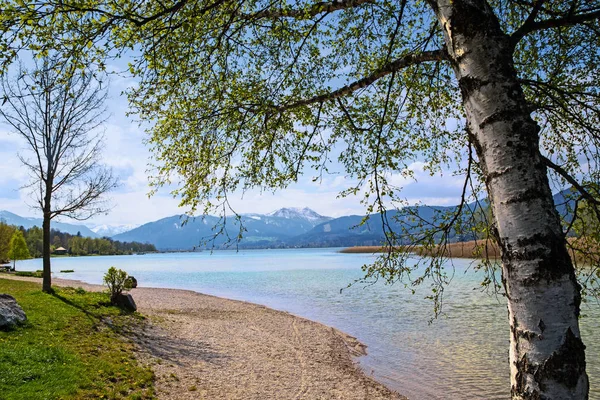 Paisaje con abedul, lago y los alpes bavarianos en el fondo — Foto de Stock